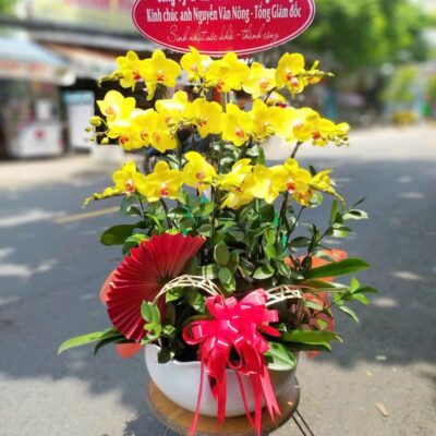 hoa lan chậu